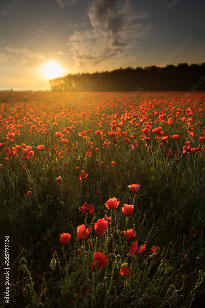 Beautiful red field landscape full of opium poppy during sunrise.
