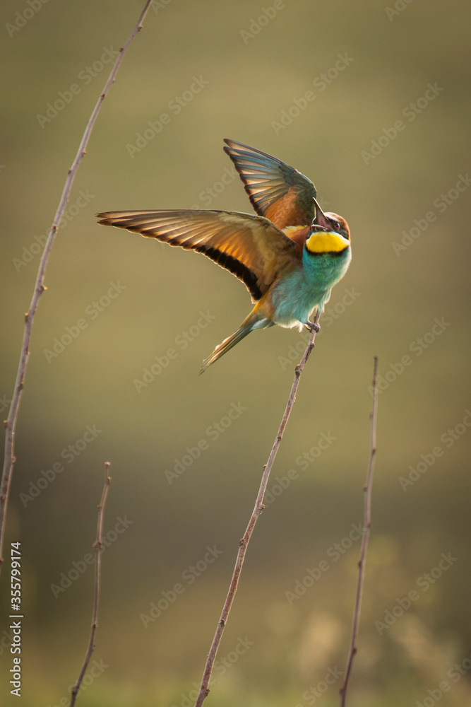 Beautiful and colourful bee eater on the stick with doph background