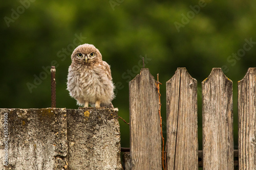 Beautiful owl staying on a wood fence with green background during sunrise