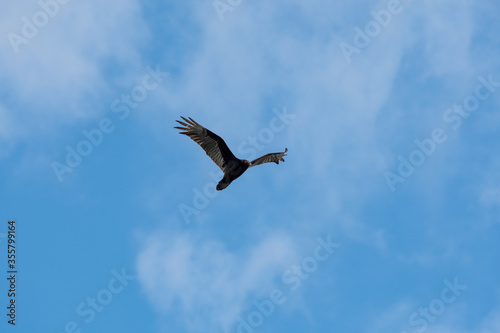 Turkey Vulture flying in the sky.     Vancouver  BC  Canada 