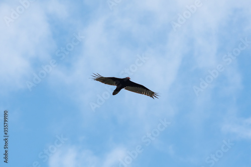 Turkey Vulture flying in the sky.     Vancouver, BC, Canada
