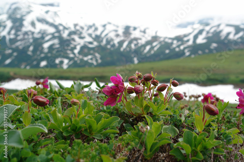 Flora of Kamchatka Peninsula: a close up of purplish-pink flowers of Rhododendron camtschaticum, blooming on the mountain slope at august photo