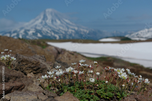 Flora of Kamchatka Peninsula: tiny flowers of Saxifraga merkii growing on the stones on a sunny day in august (volcano Vilyuchinsky is visible on the background)  photo