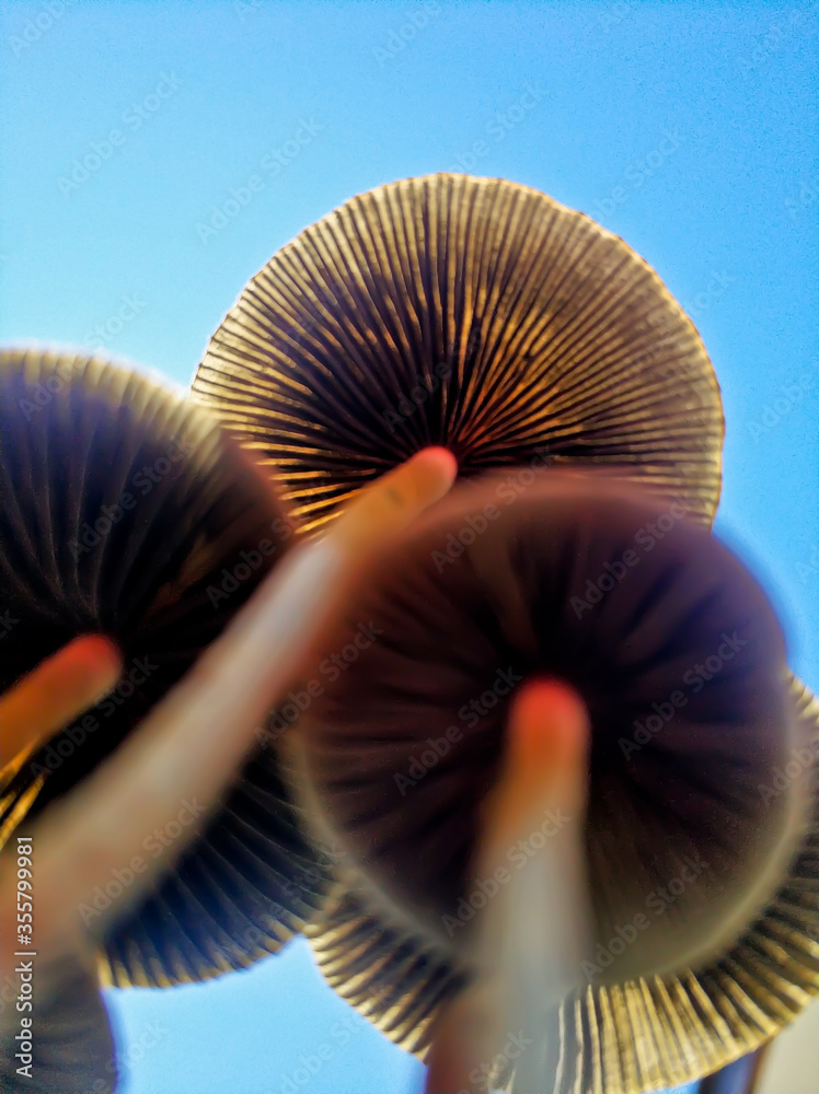 A macro shot of a tiny group of mushrooms from below view. A bright blue sky in background. Selective focus on subject. A macro shot of a tiny group of mushrooms from below view. A bright blue sky in background. Selective focus on subject.