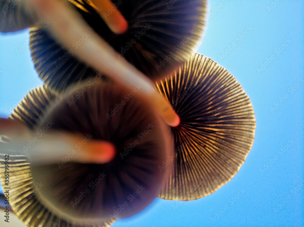 A macro shot of a tiny group of mushrooms from below view. A bright blue sky in background. Selective focus on subject. A macro shot of a tiny group of mushrooms from below view. A bright blue sky in background. Selective focus on subject.