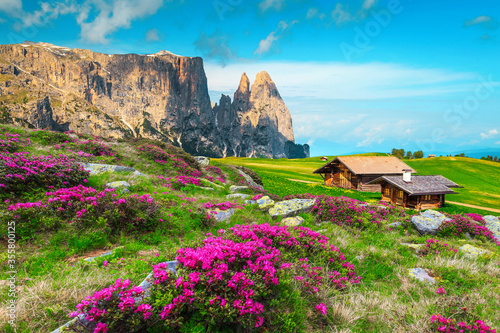 Hiking and touristic resort with pink rhododendron flowers, Dolomites, Italy