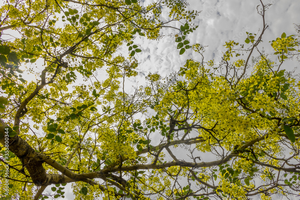 Fototapeta premium Tree full of flowers