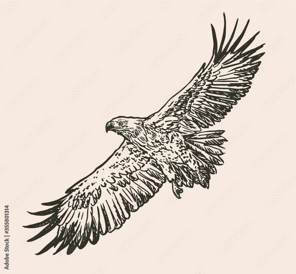 Hand drawn sketch of eagle in flight. Vector illustration