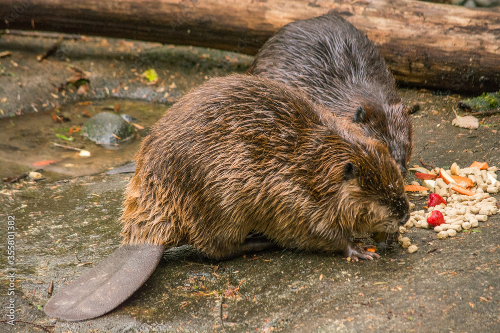 American Beaver (Castor Canadensis) couple eating lunch American Beaver (Castor Canadensis) couple eating lunch