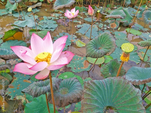 PinkLotus in lagoon at Thailand photo