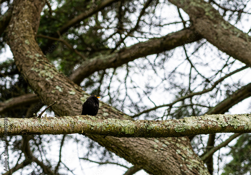a black bird sitting on a branch of a tree a black bird sitting on a branch of a tree
