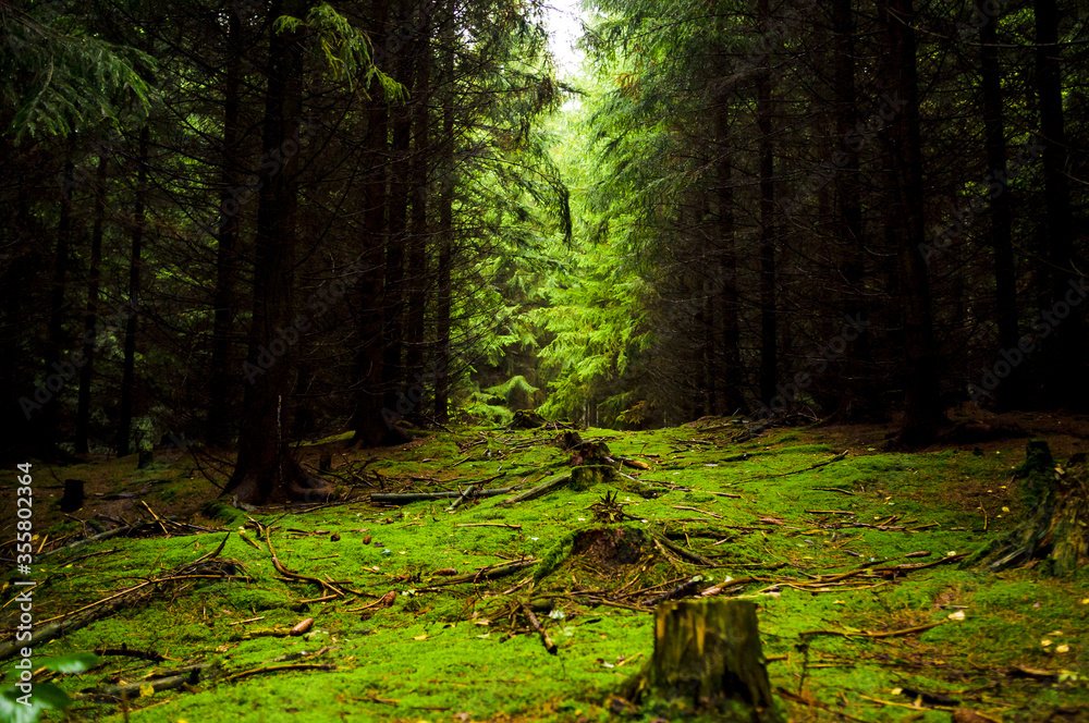 Obraz premium footpath in the forest