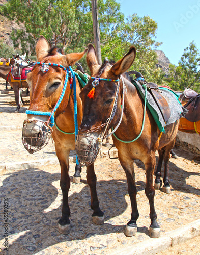 Donkeys on the island of Santorini in Greece. These animals are used as transportation to take visitors from the town of Fira down to the Old Port and back along a steep zig-zag cobbled path. © LilyRosePhotos