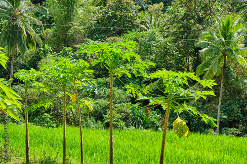 Wild forest on the island of Panay Philippines.