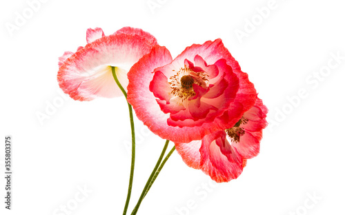 poppy flower isolated