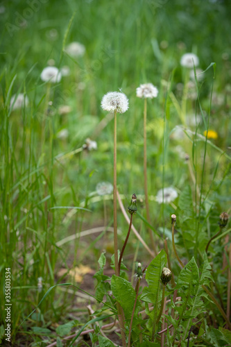 Dandelions in the meadow. The symbol of spring. Amazing meadow with wildflowers. Beautiful rural landscape in perspective. Selective focus