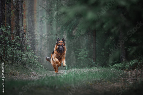 portrait of long haired female german shepherd dog running fast in dark green forest in daytime in summer