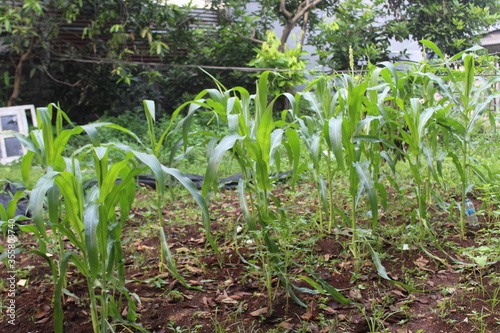 Corn tree flowers that begin to grow into fruit.Lush green corn trees in the garden.