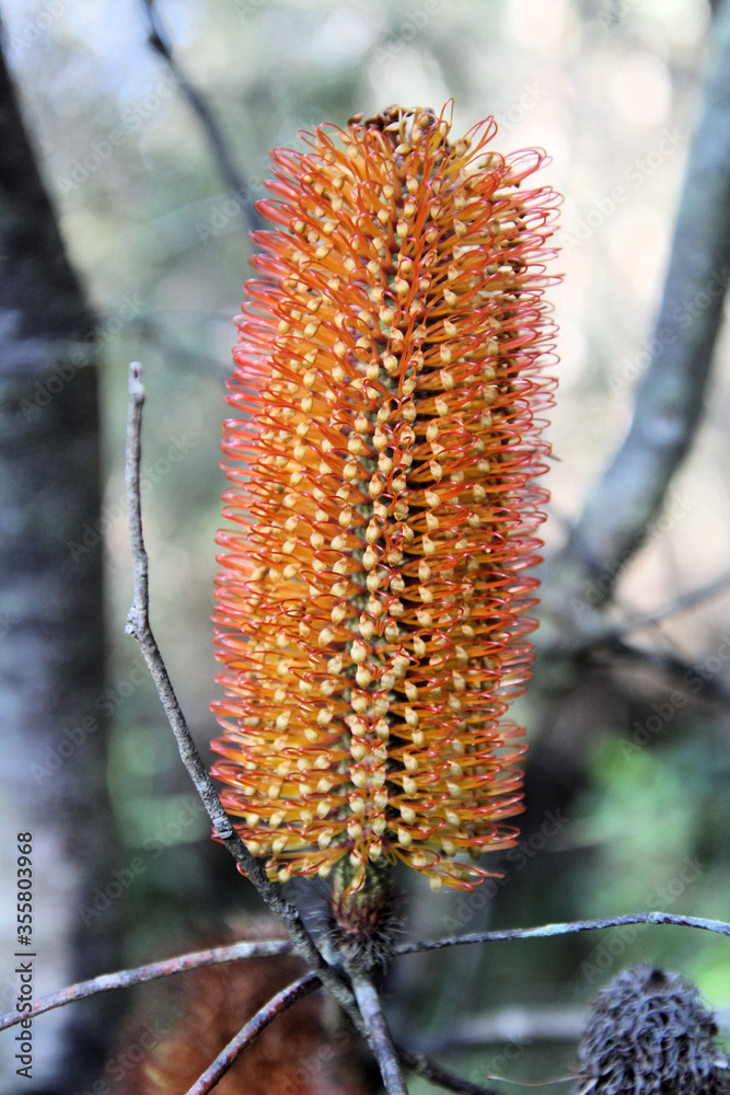 Coastal Banksia Ericifolia Flower in Bloom Coastal Banksia Ericifolia Flower in Bloom