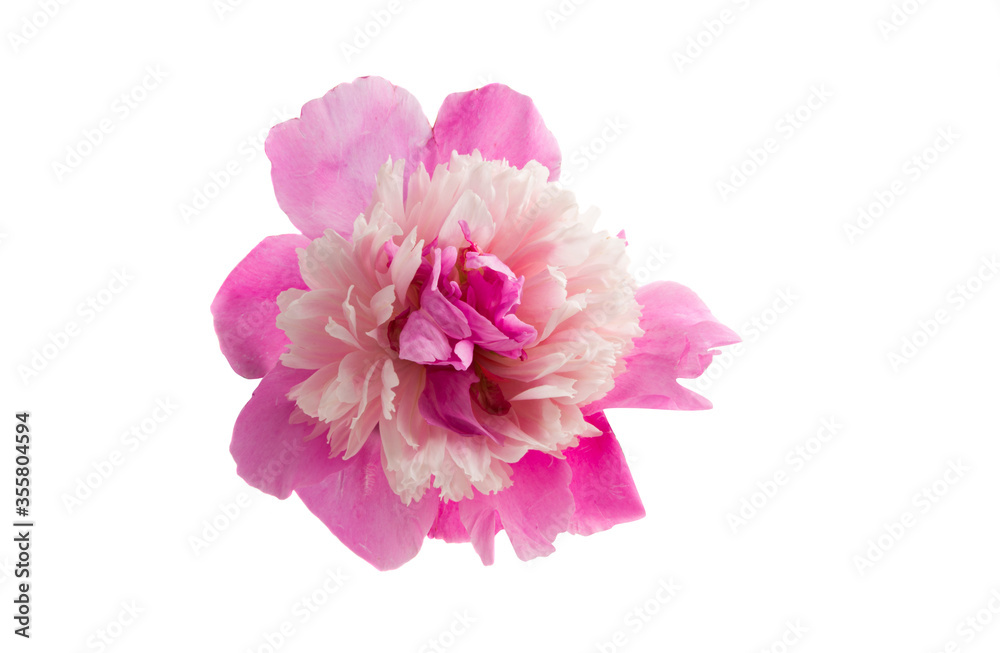 peony flower isolated