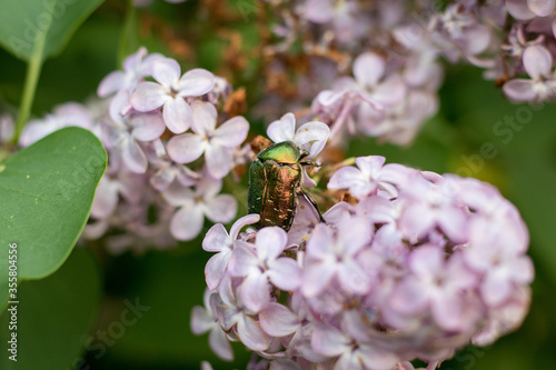 Green summer chafer sits on the lilac photo