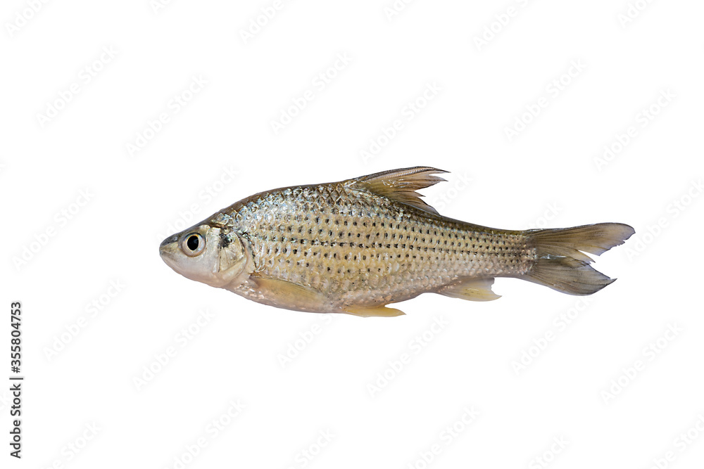 Siamese mud carp, Henicorhynchus siamensis isolated on white background