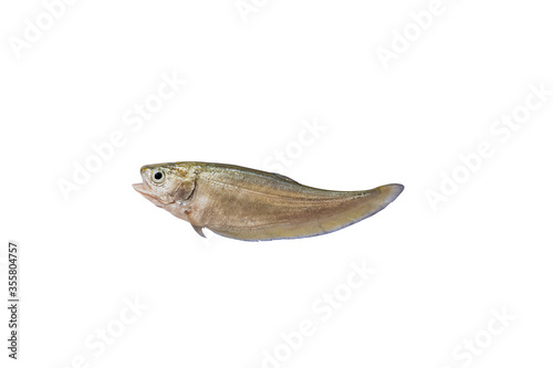 Clown knifefishes, Featherbackfishes isolated on white background