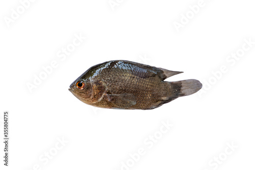 Climbing perch, Climbing gourami, Anabas testudineus isolated on white background photo