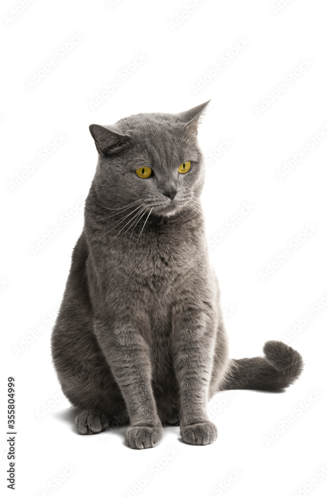 british gray cat isolated