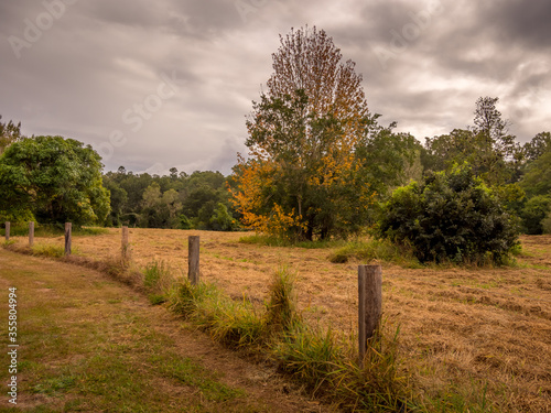 Autumn Field with Colourful Leaves and Drying Grass