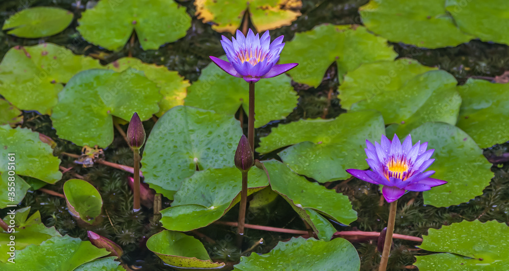 Lotus flower on background of water and leaves Lotus flower on background of water and leaves