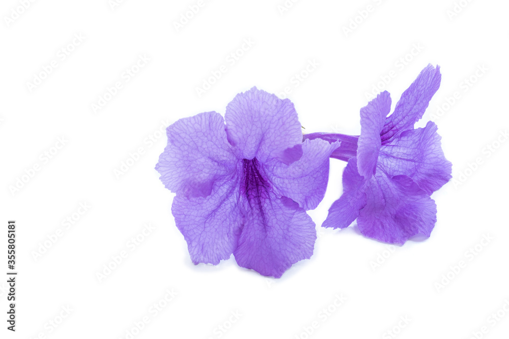 Violet flower,Ruellia squarrosa on a white background,Hygrophila erecta,Watrakanu,Iron root,Feverroot,Trai-no,Toi ting,Biennial herbs with medicinal properties Violet flower,Ruellia squarrosa on a white background,Hygrophila erecta,Watrakanu,Iron root,Feverroot,Trai-no,Toi ting,Biennial herbs with medicinal properties