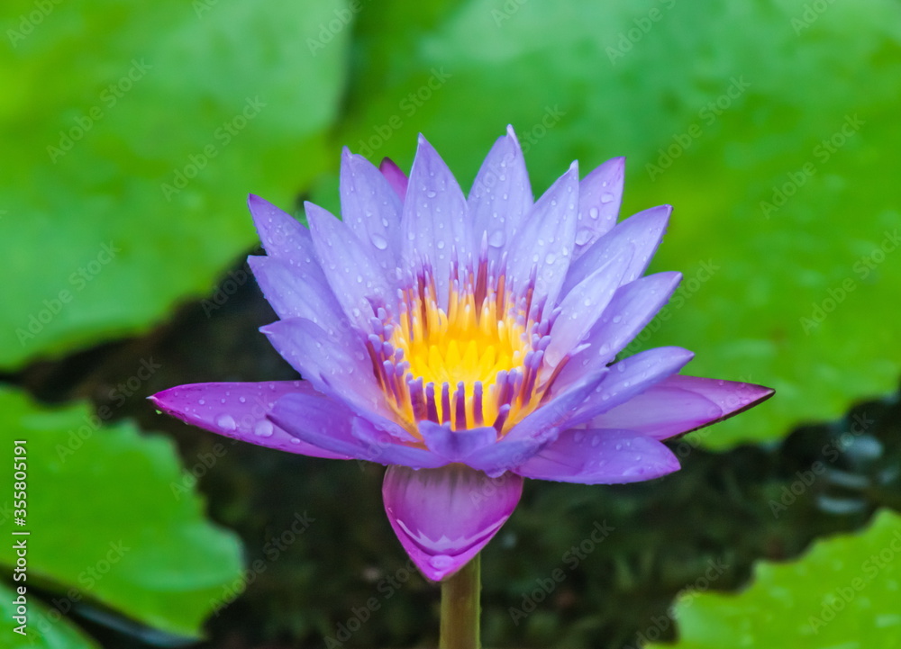 Lotus flower on background of water and leaves Lotus flower on background of water and leaves