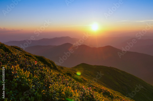 Beautiful sunset in Carpathians mountains. Blooming rhododendron on slope in evening