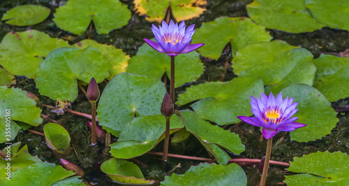 Lotus flower on background of water and leaves