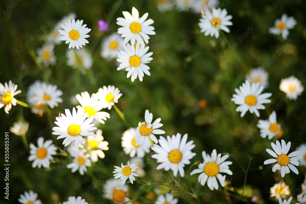Wild flower. Little flowers on a green meadow. Wild flower. Little flowers on a green meadow.