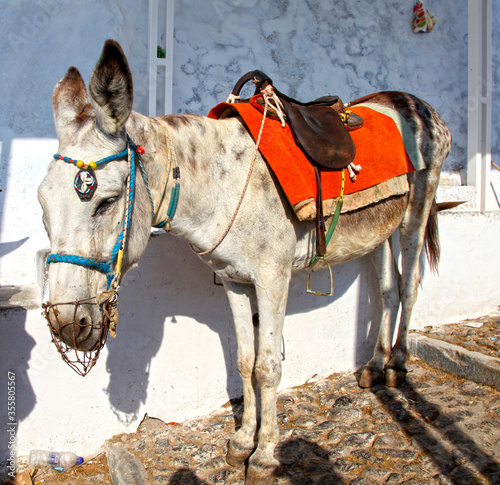 A donkey on the island of Santorini in Greece. These animals are used as transportation to take visitors from the town of Fira down to the Old Port and back along a steep zig-zag cobbled path.