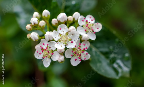 Black chokeberry flower closeup on green background © Александр Коликов