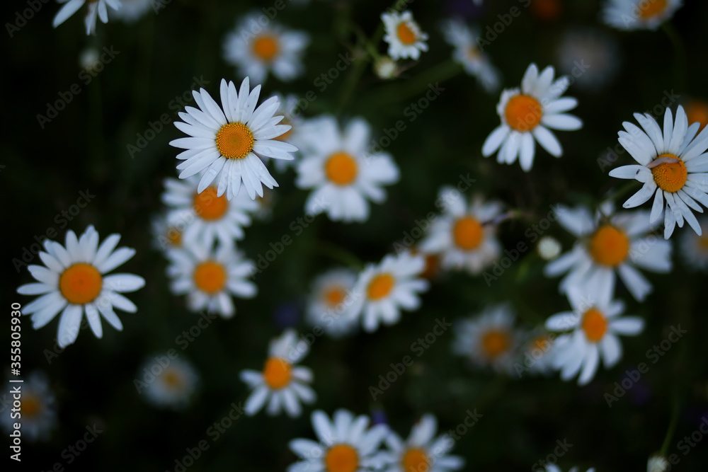 Wild flower. Little flowers on a green meadow. Wild flower. Little flowers on a green meadow.
