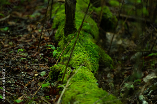 苔 コケ 苔むしる森