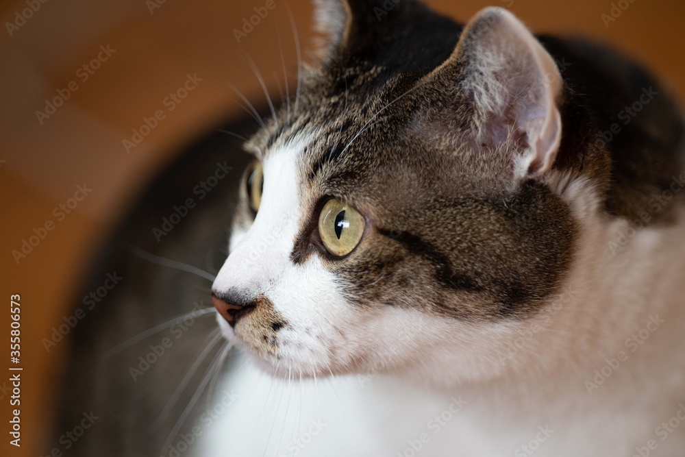 猫の横顔 キジトラ猫 キジトラ白 Stock Photo Adobe Stock