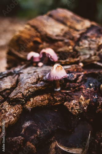Mushrooms on a tree © Thanh