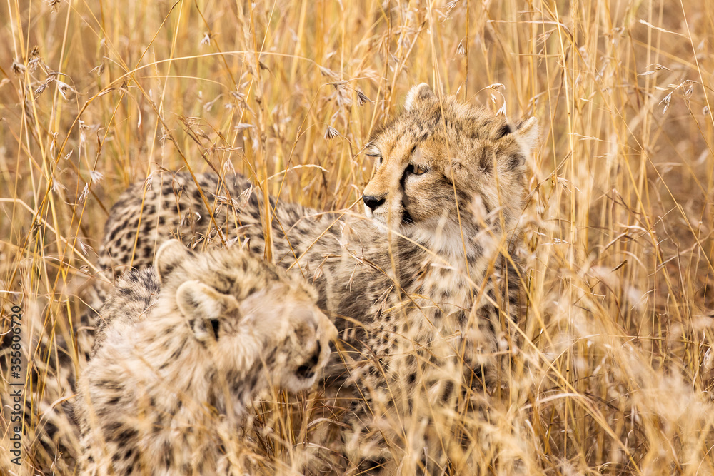 Cheetah cubs in the grass during safari at Serengeti National Park in Tanzania. Wild nature of Africa.. Cheetah cubs in the grass during safari at Serengeti National Park in Tanzania. Wild nature of Africa..