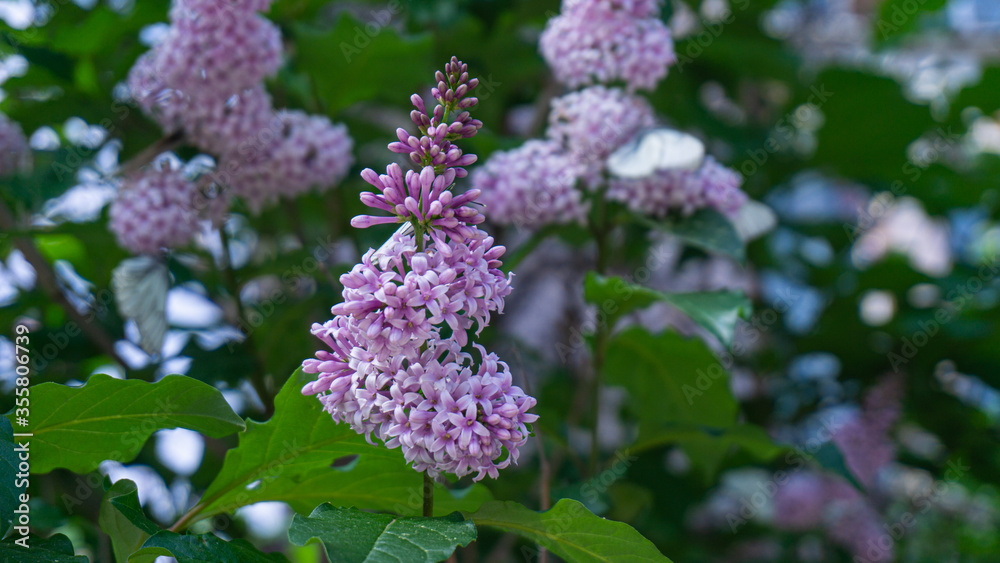 Butterflies are circling near blooming lilacs Butterflies are circling near blooming lilacs