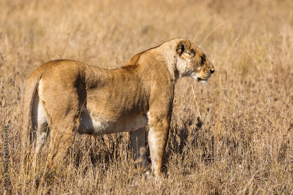 Closeup of a lioness resting in the grass during safari in Serengeti National Park, Tanzania. Wild nature of Africa.. Closeup of a lioness resting in the grass during safari in Serengeti National Park, Tanzania. Wild nature of Africa..