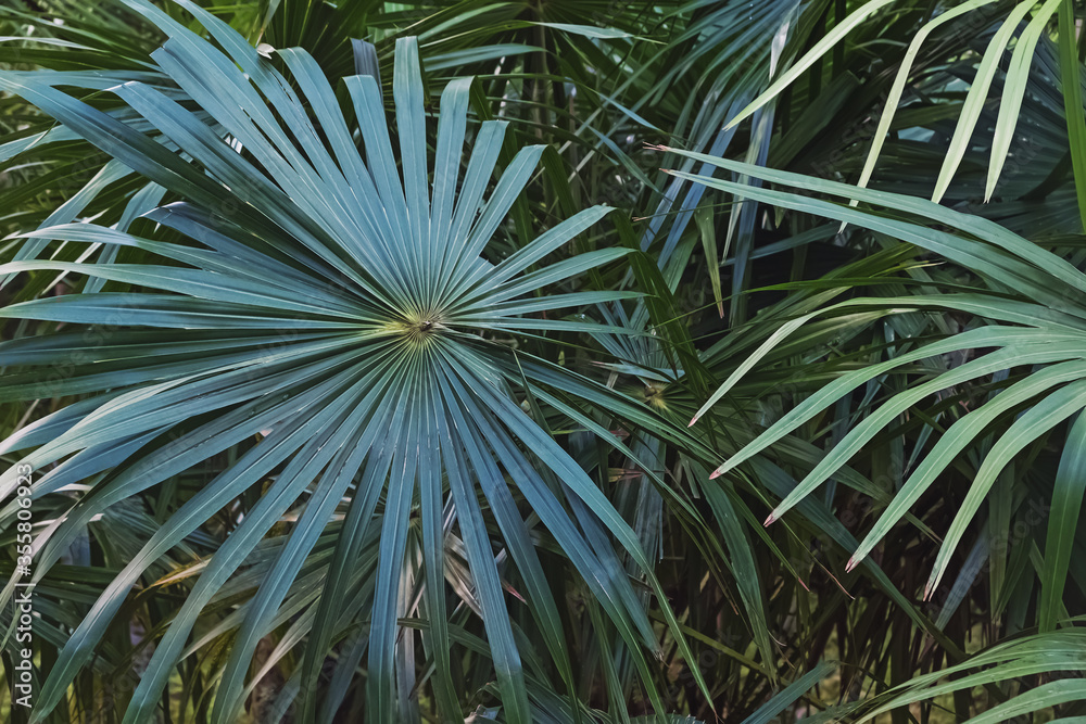 Fototapeta premium Green tropic big palm leaves close-up