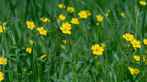 Many small buttercups in a clearing