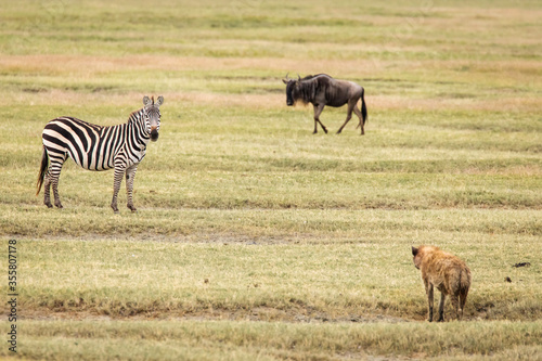 Hyena in the grass with zebra and wildebeast in background during safari in National Park of Serengeti, Tanzania. Wild nature of Africa.