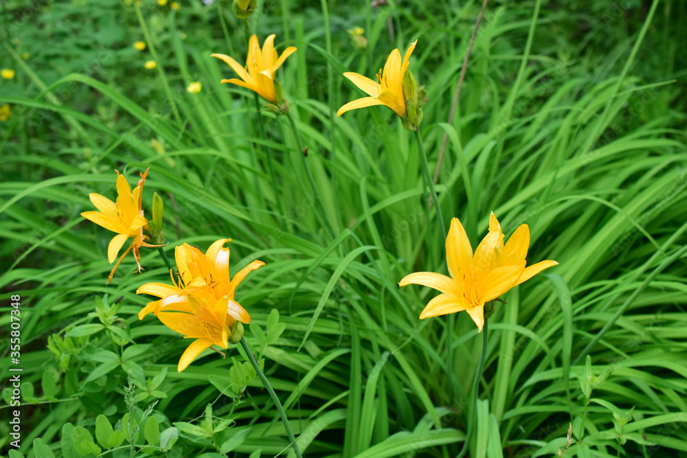 Yellow lily (latin: hemerocallis lilioasphodelus) is a perennial herb in the hemerocallidaceae family. Yellow lily (latin: hemerocallis lilioasphodelus) is a perennial herb in the hemerocallidaceae family.