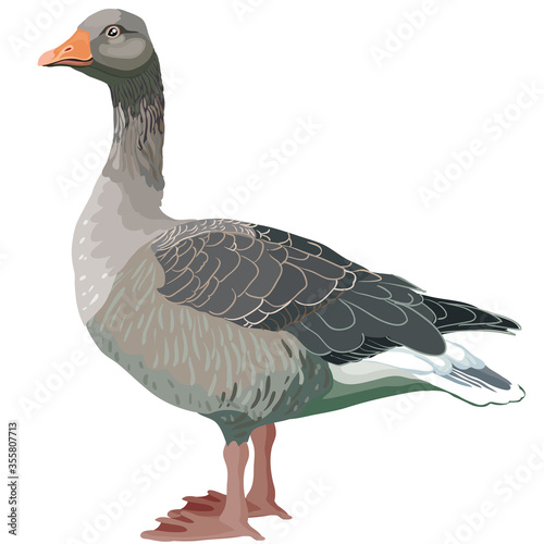 natural gray goose from a farm, isolated object on a white background, vector illustration,